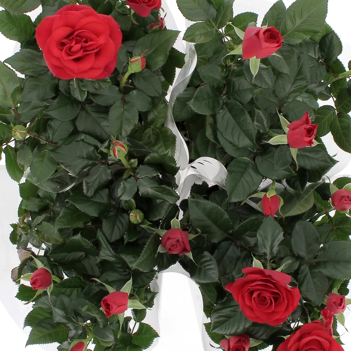 KENTIS - Kit 4 Piante di Rose Rosse - Piante Vere da Esterno Fiorite - Pianta da Balcone Giardino Terrazzo Ornamentali - Sempreverde - Vaso Ø 12 cm
