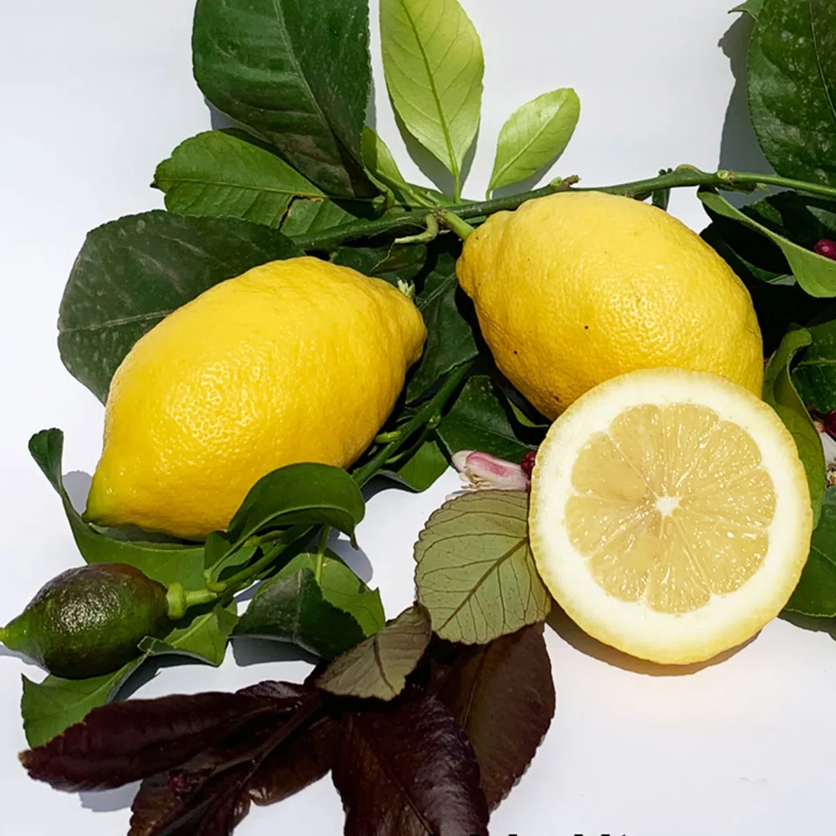SAVINI VIVAI Pianta di Limone Albero Agrumi Carrubaro Limone ad Alberello in Vaso da 20 cm altezza 70 cm 2-3 Anni di innesto Made Italy