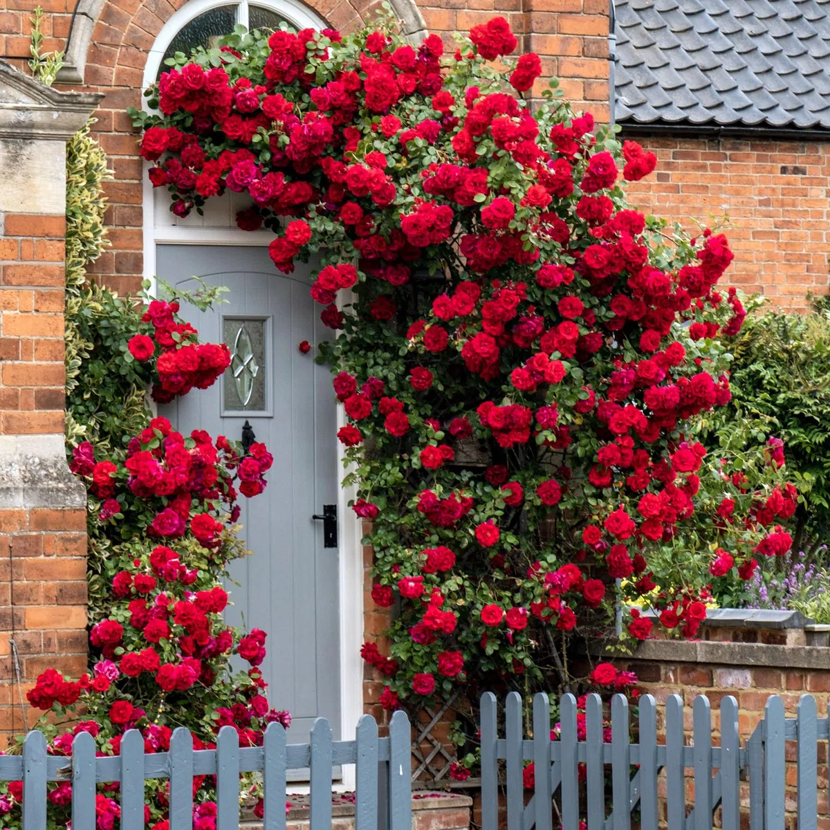 GardenersDream 3X Piante di Rose Rampicanti – Varietà Arancione, Rossa e Bianca Arbusti Fioriti - Rose Rampicanti per Muri, Recinzioni e Giardino