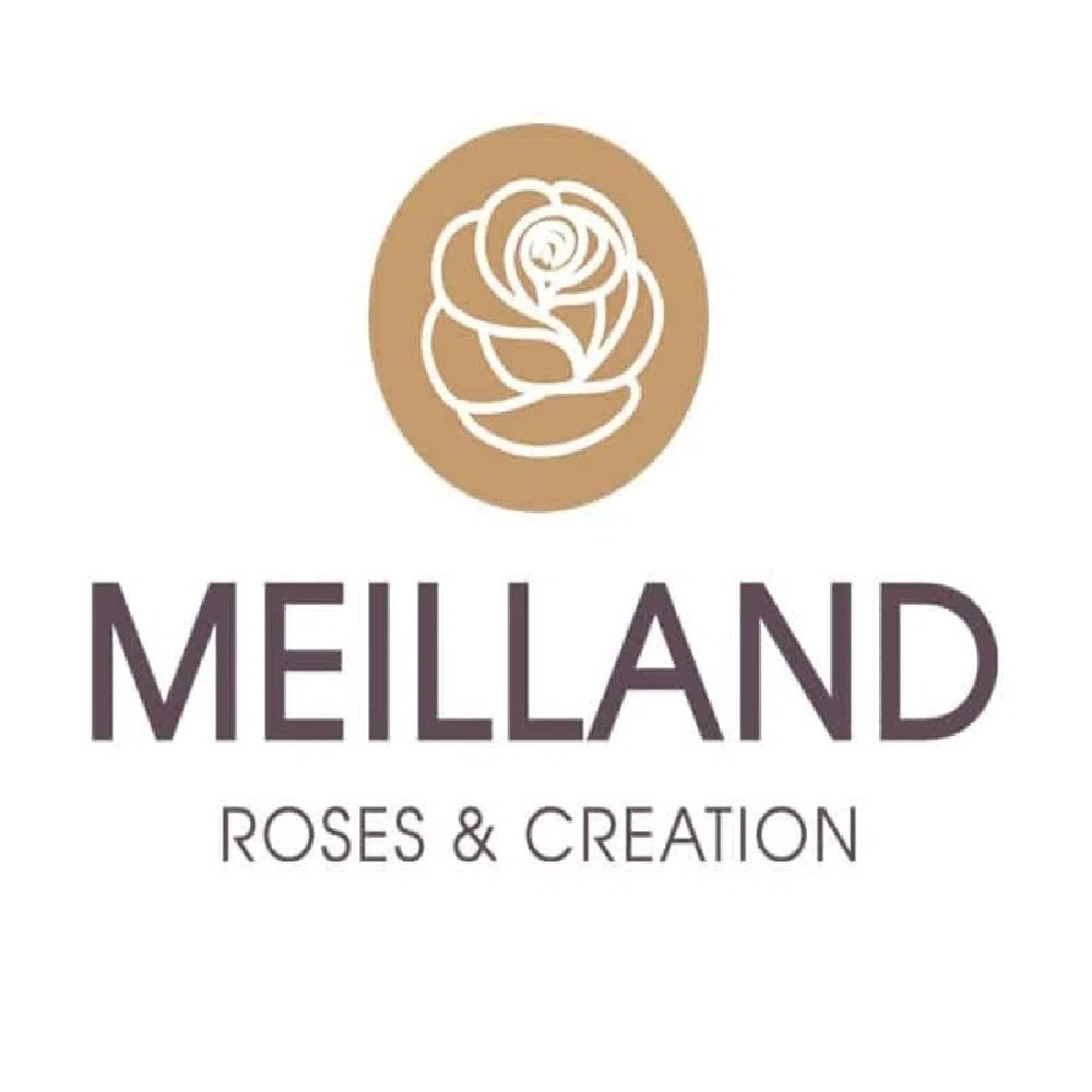 AMDGarden Pianta Rosa Jeanne Moreau ® Meilland Bianca ad Alberello Vaso 24 cm Profumata h 120 cm Fiore Bianco