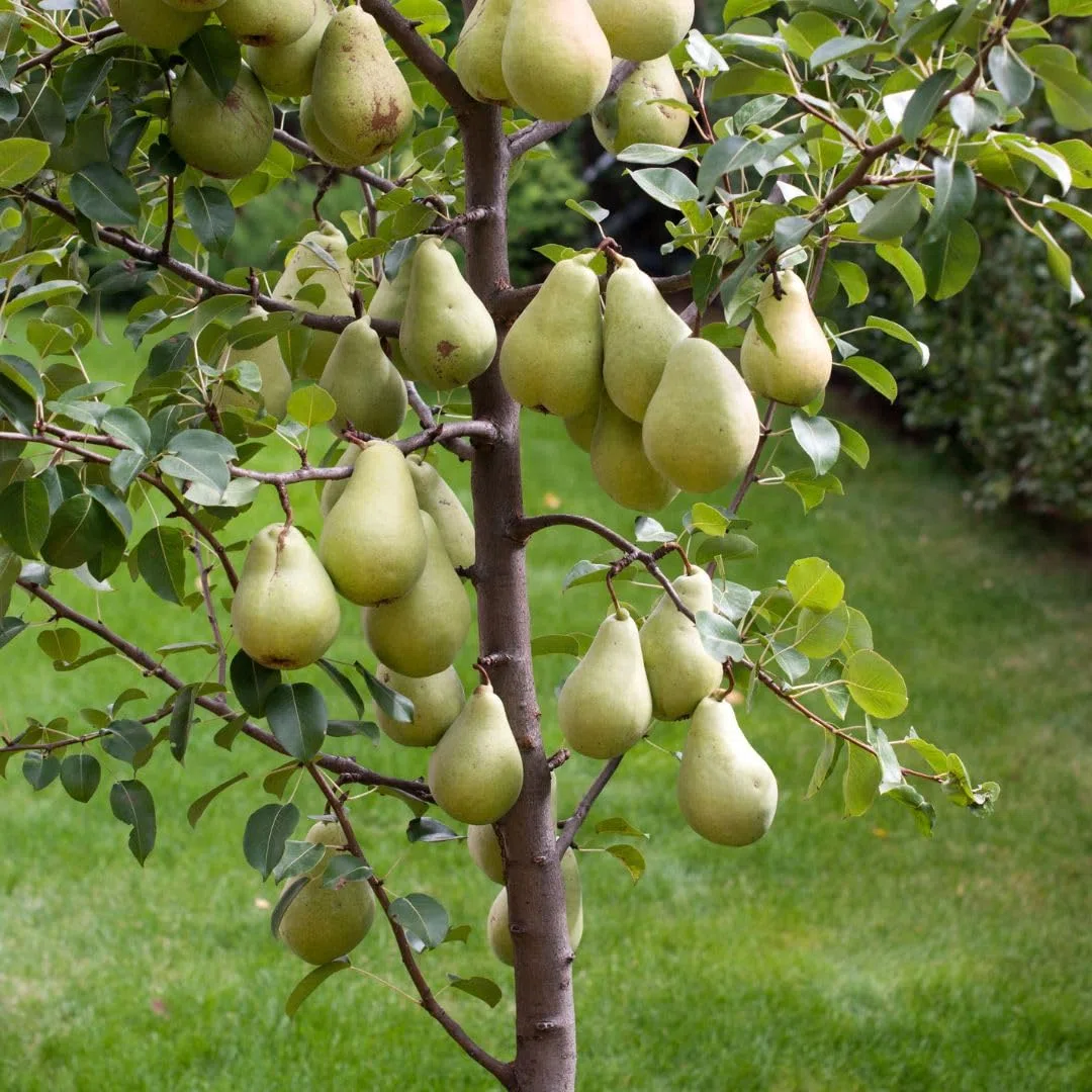 Pianta da Frutto Antico Vaso ø 24/26 cm Altezza 160~180 cm 4 Anni