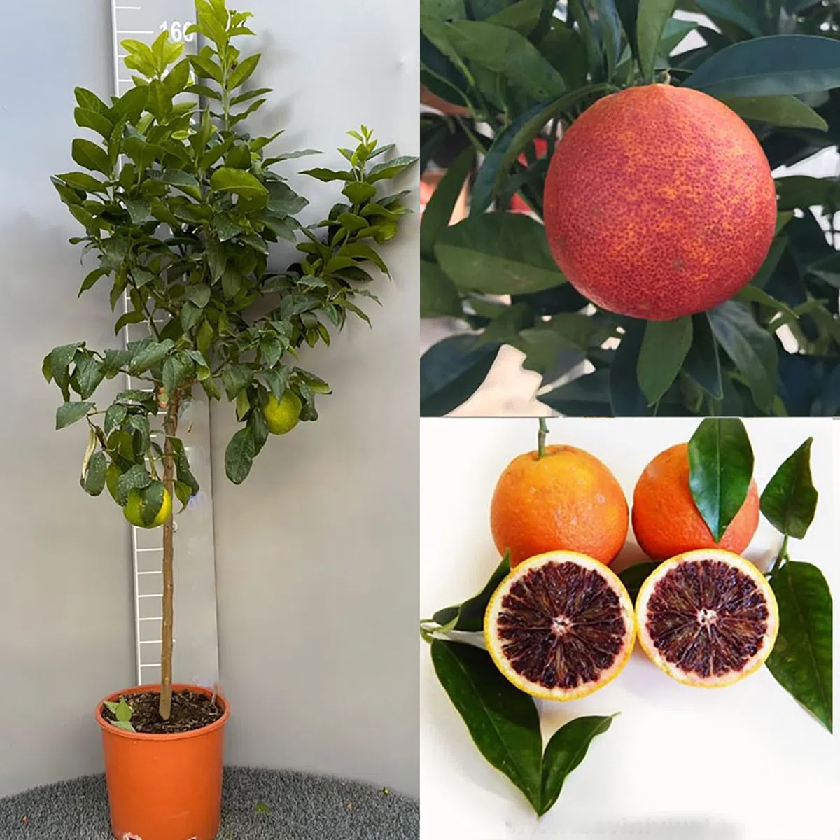SAVINI VIVAI Pianta di Arancio Albero di Agrumi Arancio Moro in Vaso da 24 cm Altezza 90-110 cm 3-4 Anni di innesto Made Italy