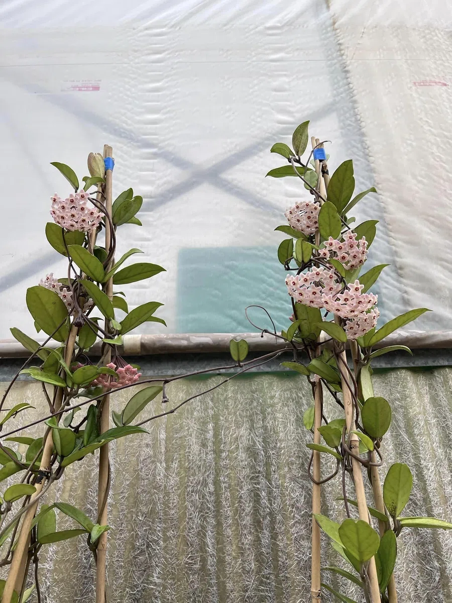 Pianta di Hoya Carnosa Fiori di cera-porcellana Pink, vs20 H110cm