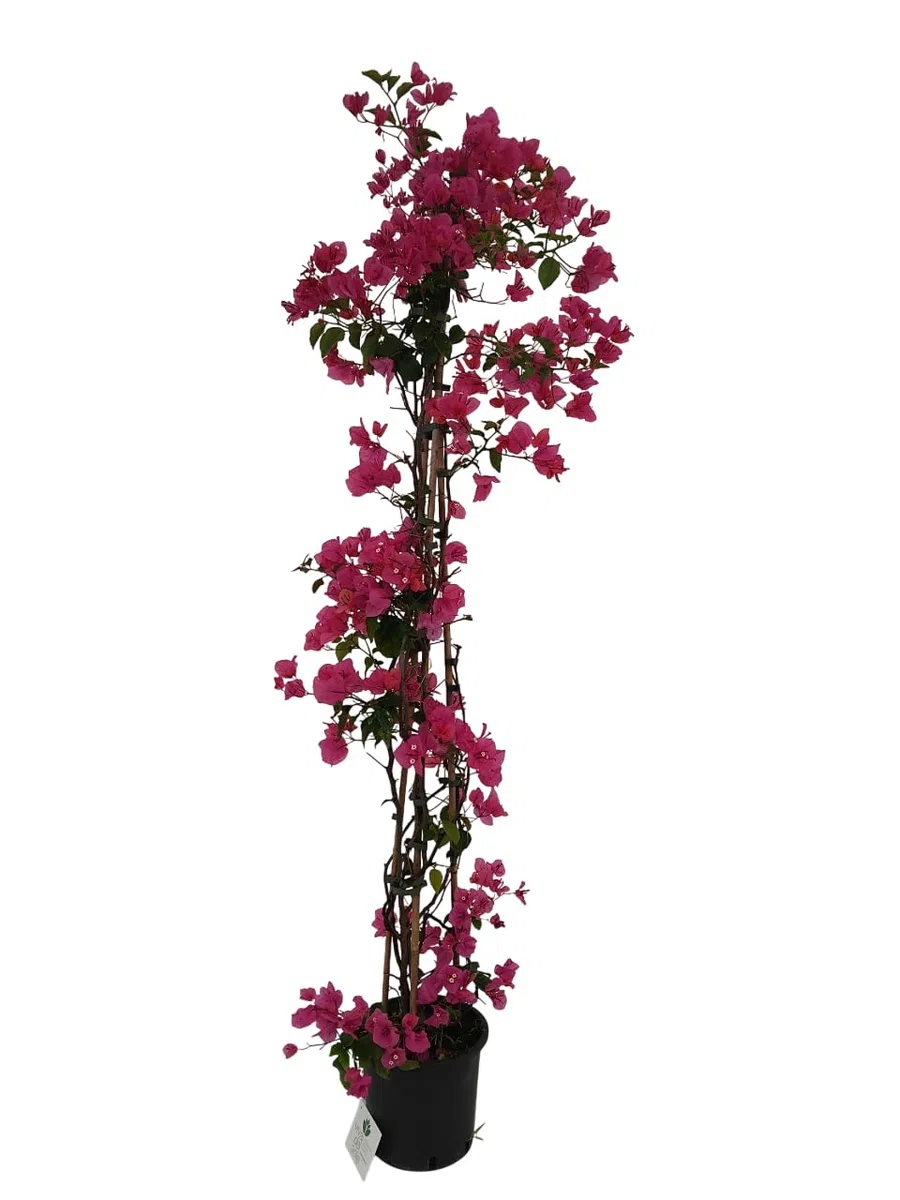 Bougainvillea Glabra Rampicante Pianta ornamentale da esterno vaso diametro cm 18