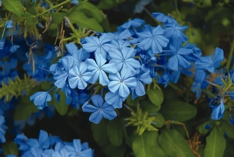 Plumbago auriculata Piombaggine PIANTA VERA ALTA Terre di Romagna MADE IN ITALY COLORE AZZURRO