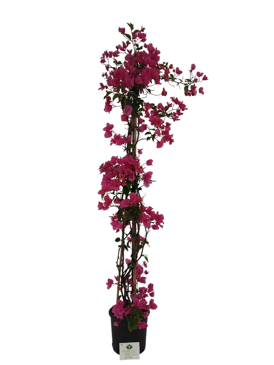 Bougainvillea Glabra Rampicante Pianta ornamentale da esterno vaso diametro cm 18