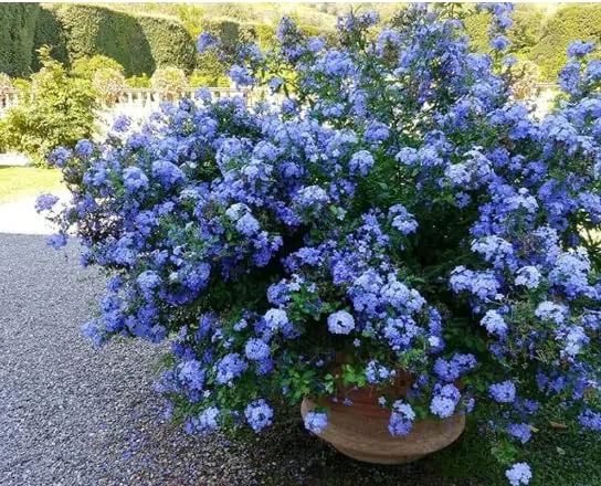 Plumbago auriculata Piombaggine PIANTA VERA ALTA Terre di Romagna MADE IN ITALY COLORE AZZURRO