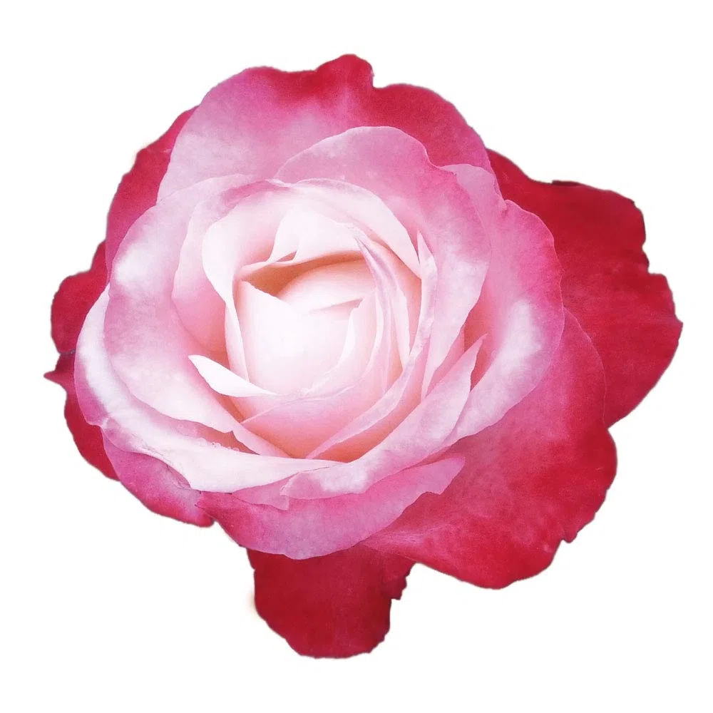 Nostalgie®, rosa viva rifiorente di Rose Barni®, rosa in vaso di effetto prestigio, con fiori grandi di colore bianco panna al centro sfumato di rosso ciliegio, cod. 71360