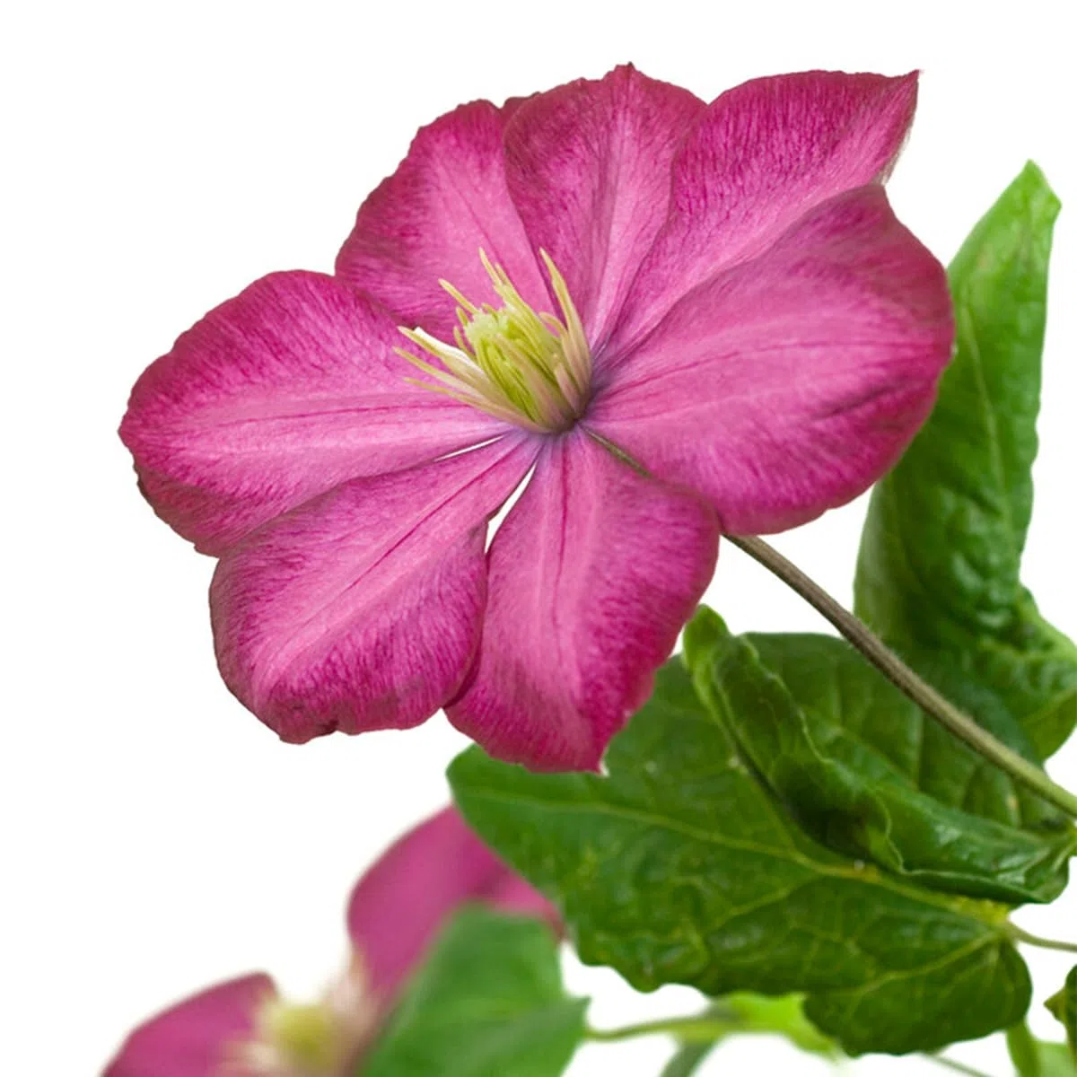 Clematis 'Ville de Lyon' Bloomique Set di 2 Rosa scuro Rampicante Resistente al freddo Alte 50-70 cm Vaso 15 cm