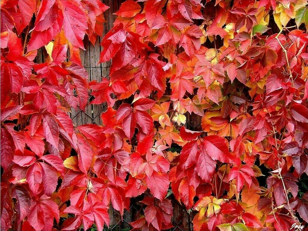 Parthenocissus quinquefolia Vite canadese giovane pianta radicata vaso 7x7 cm