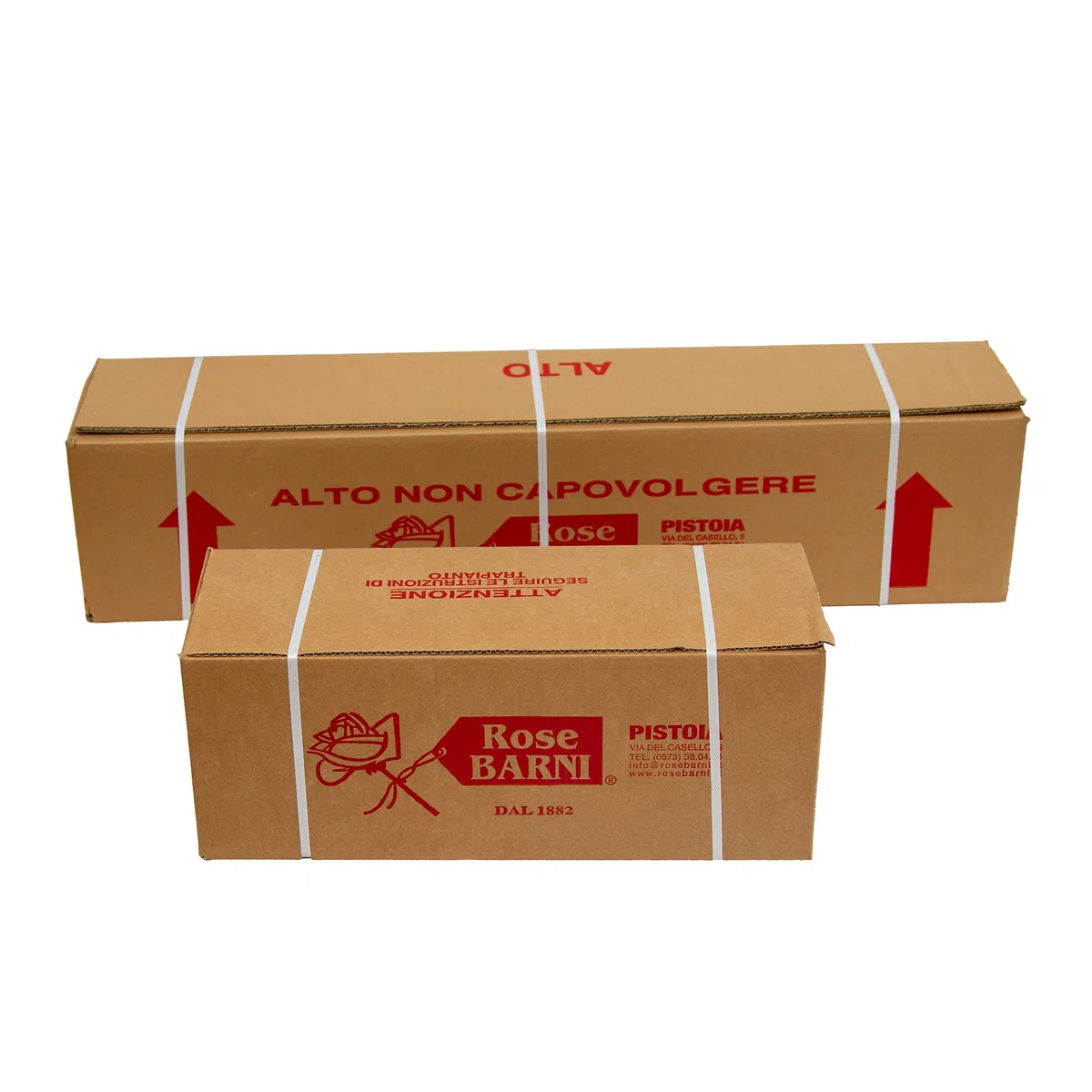 Eustacia Vye®, rosaio viva di Rose Barni®, rosa in vaso English Roses®, fiori medio grandi a coppa, profumo intenso, colore sfumato rosa albicocca, cod. 71111