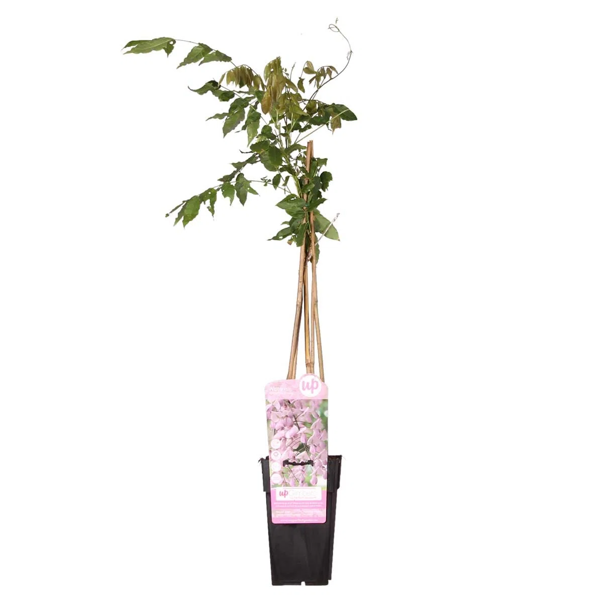 Bloomique - Wisteria floribunda ‘Rosea’ - Glicine rampicante - Rosa - Rampicante - Pianta da giardino - Resistente al freddo - Alta 50-70 cm - Vaso da 15 cm