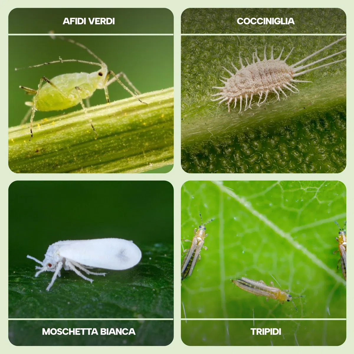 Fitokem Sapone Molle di Potassio 1lt e Olio di Neem 1lt Kit Protezione Piante Corroborante Naturale per Orto e Giardino contro Afidi e Cocciniglia Residuo Zero Made in Italy