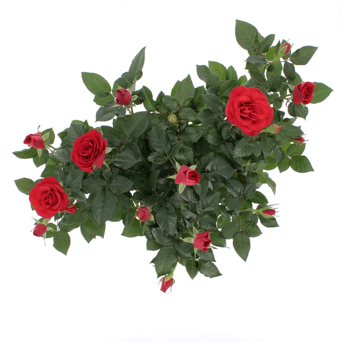 KENTIS - Kit 4 Piante di Rose Rosse - Piante Vere da Esterno Fiorite - Pianta da Balcone Giardino Terrazzo Ornamentali - Sempreverde - Vaso Ø 12 cm