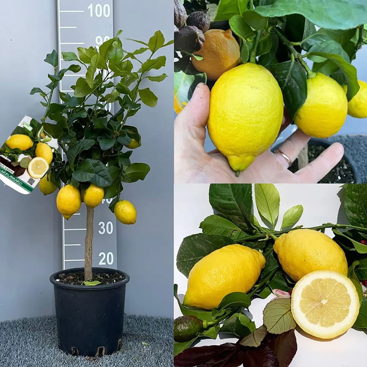 SAVINI VIVAI Pianta di Limone Albero Agrumi Carrubaro Limone ad Alberello in Vaso da 20 cm altezza 70 cm 2-3 Anni di innesto Made Italy