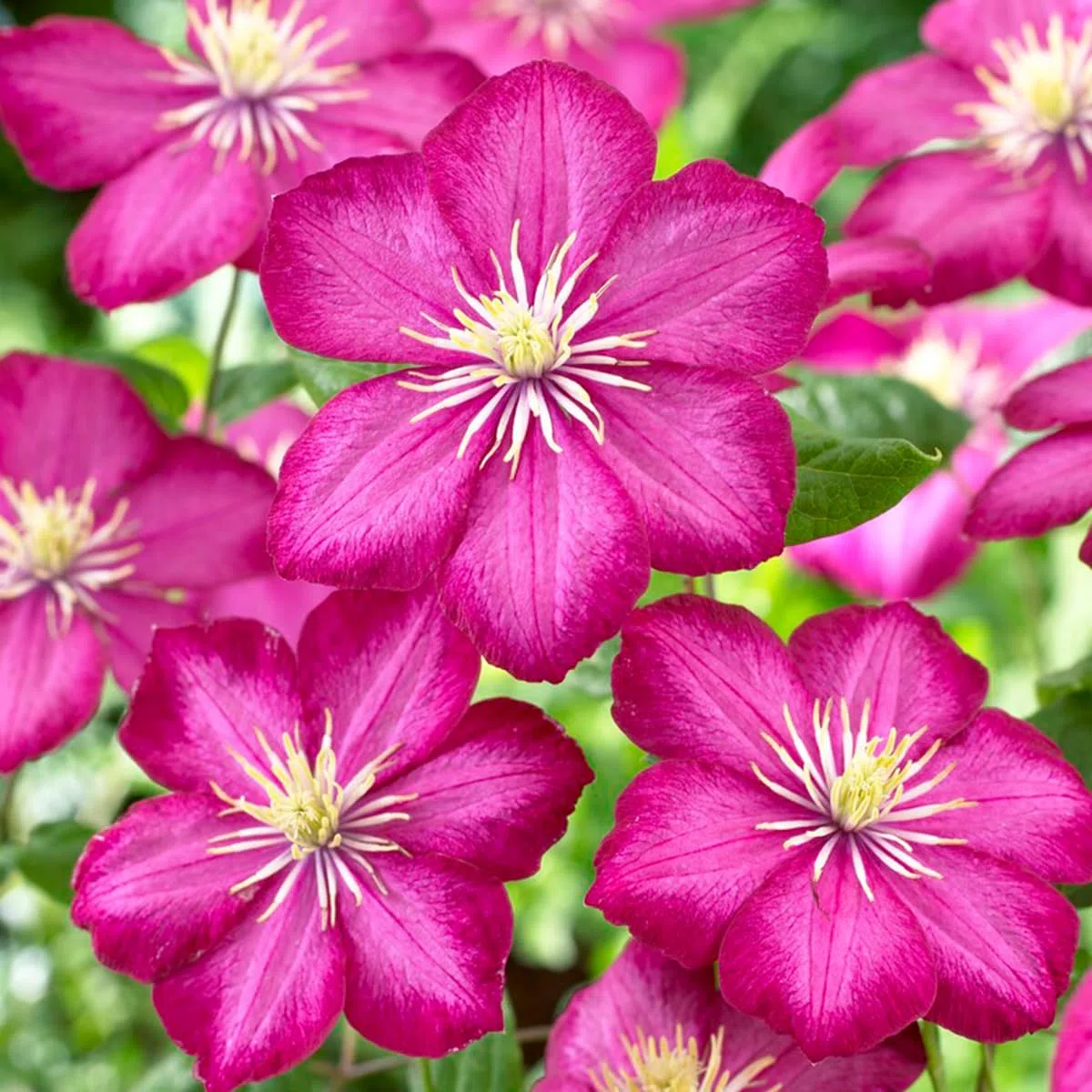 Clematis 'Ville de Lyon' Bloomique Set di 2 Rosa scuro Rampicante Resistente al freddo Alte 50-70 cm Vaso 15 cm