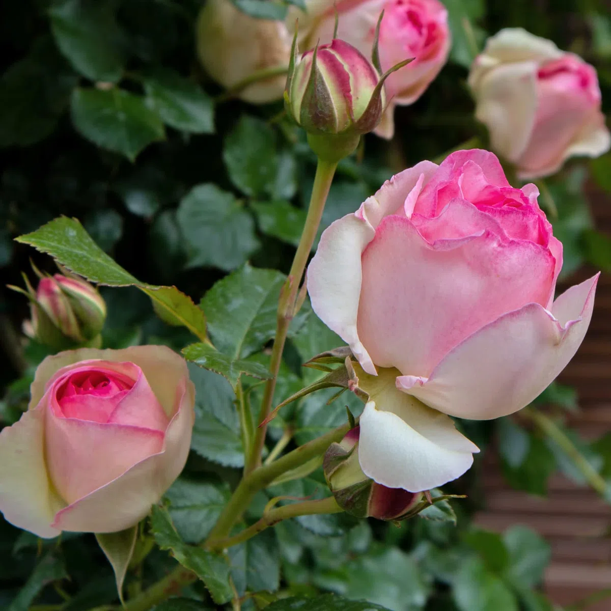Pierre de Ronsard®,(o Eden Rose®) rosa in vaso di Rose Barni®, pianta rampicante rifiorente a grandi fiori, h.raggiunta 3.5 metri, pianta resistente alle malattie, leggermente profumata, cod.15071