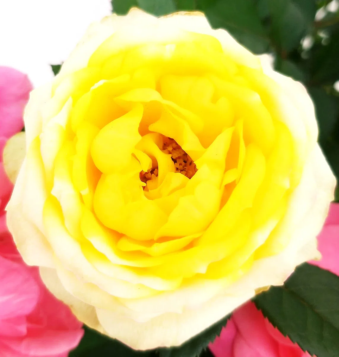 POWERS TO FLOWERS - ROSA DA GIARDINO RAMPICANTE e RIFIORENTE, ROSA ROSSA, GIALLA e ROSA, 3 PIANTE, Piante Vere
