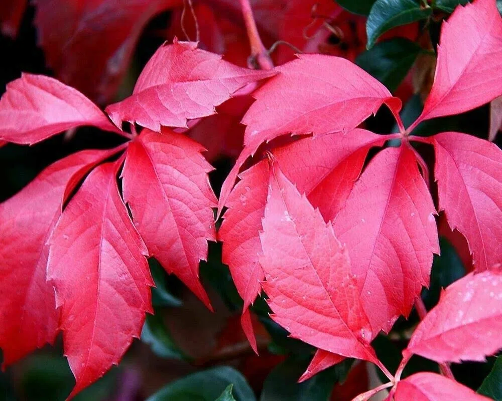 Parthenocissus quinquefolia Vite canadese giovane pianta radicata vaso 7x7 cm