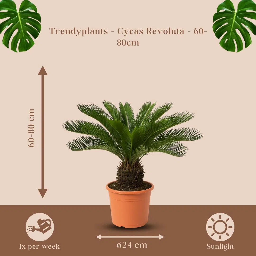 Trendyplants Cycas Revoluta - Palma sago giapponese - Pianta da giardino - Altezza 60-80 cm - Dimensione vaso Ø24 cm
