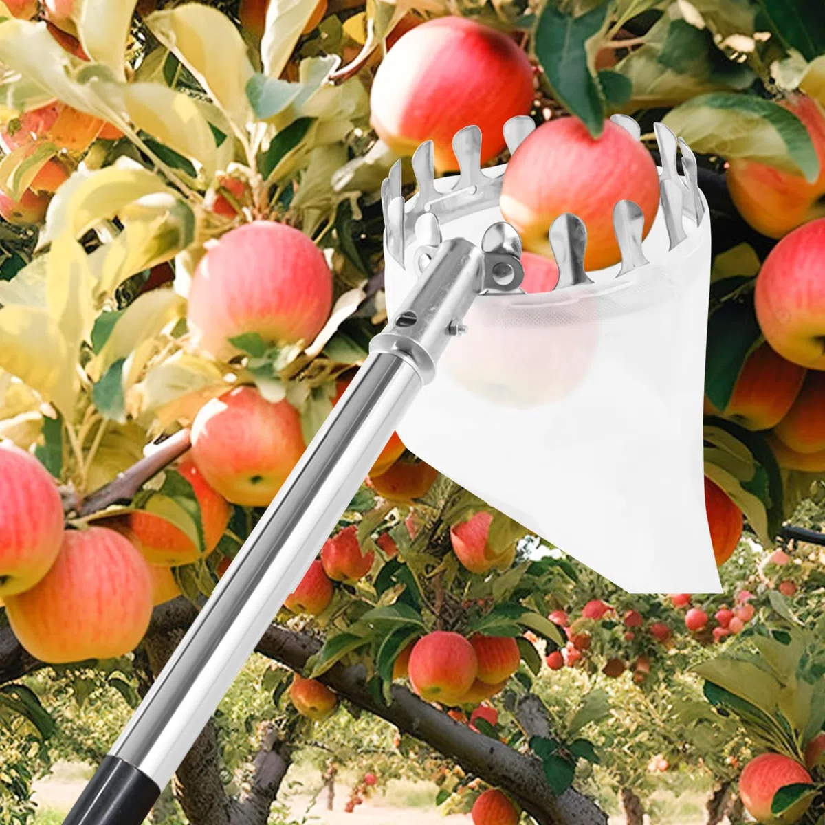 Raccogli frutta con manico telescopico, in acciaio inox, 4,2 m, raccogli mele, ciliegie, lunghezza regolabile, raccolta prugne, frutta con sacchetto di cotone
