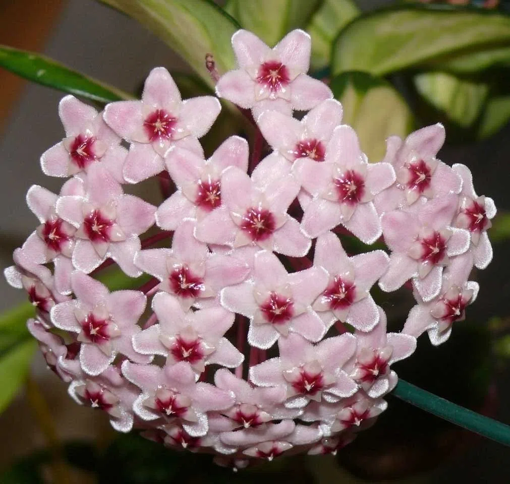 Hoya Tricolor Bordvare Roślina w Doniczce 12cm