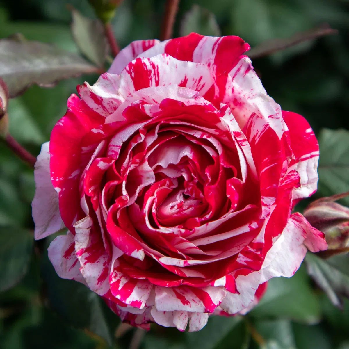 Scentimental®, rosaio vivo Rose Barni®, rosa profumata rossa striato di bianco, pianta rustica fiori grandi, coltivazione in vaso, aiuole e bordure, resistente ai parassiti e qualsiasi clima cod.72096
