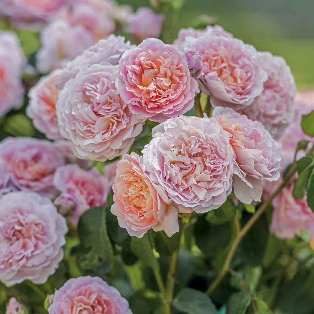 Eustacia Vye®, rosaio viva di Rose Barni®, rosa in vaso English Roses®, fiori medio grandi a coppa, profumo intenso, colore sfumato rosa albicocca, cod. 71111