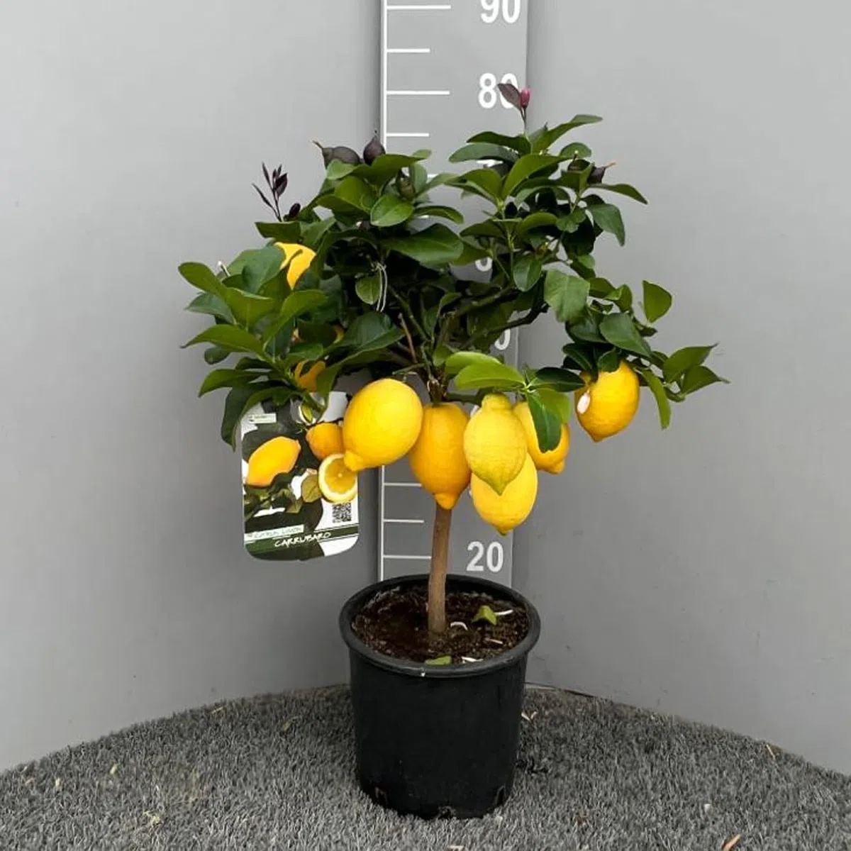 SAVINI VIVAI Pianta di Limone Albero Agrumi Carrubaro Limone ad Alberello in Vaso da 20 cm altezza 70 cm 2-3 Anni di innesto Made Italy