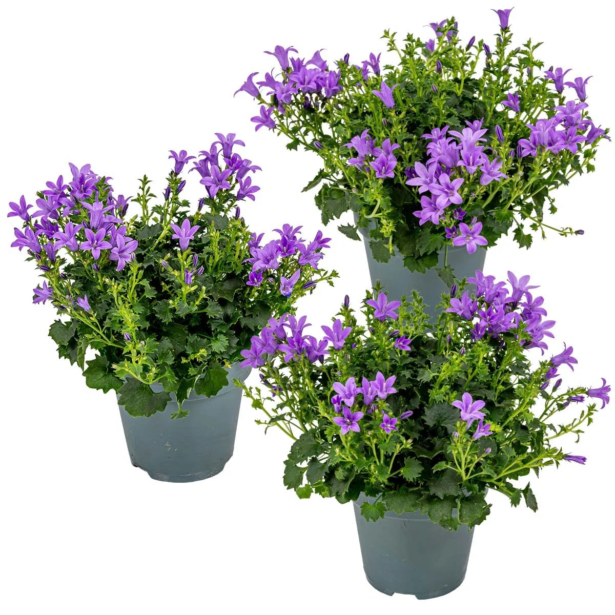 Bloomique - Set di 3 - Campanula Ambella Intense Purple - Fiore Campanula - Coprisuolo - Pianta da Giardino - Resistente al Freddo - Sicura per gli Animali - Altezza 10-20 cm - Vaso 10,5 cm