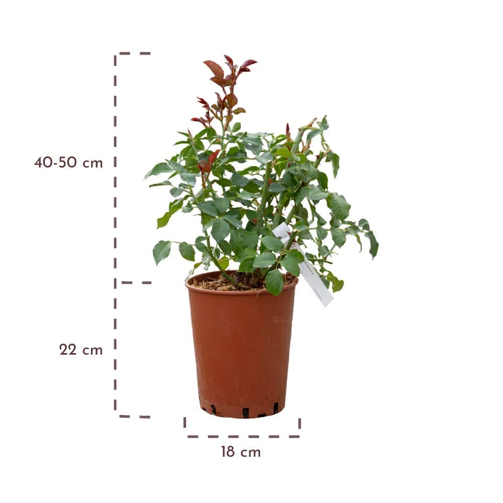 Pierre de Ronsard®,(o Eden Rose®) rosa in vaso di Rose Barni®, pianta rampicante rifiorente a grandi fiori, h.raggiunta 3.5 metri, pianta resistente alle malattie, leggermente profumata, cod.15071