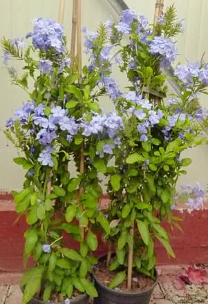 Plumbago auriculata Piombaggine PIANTA VERA ALTA Terre di Romagna MADE IN ITALY COLORE AZZURRO