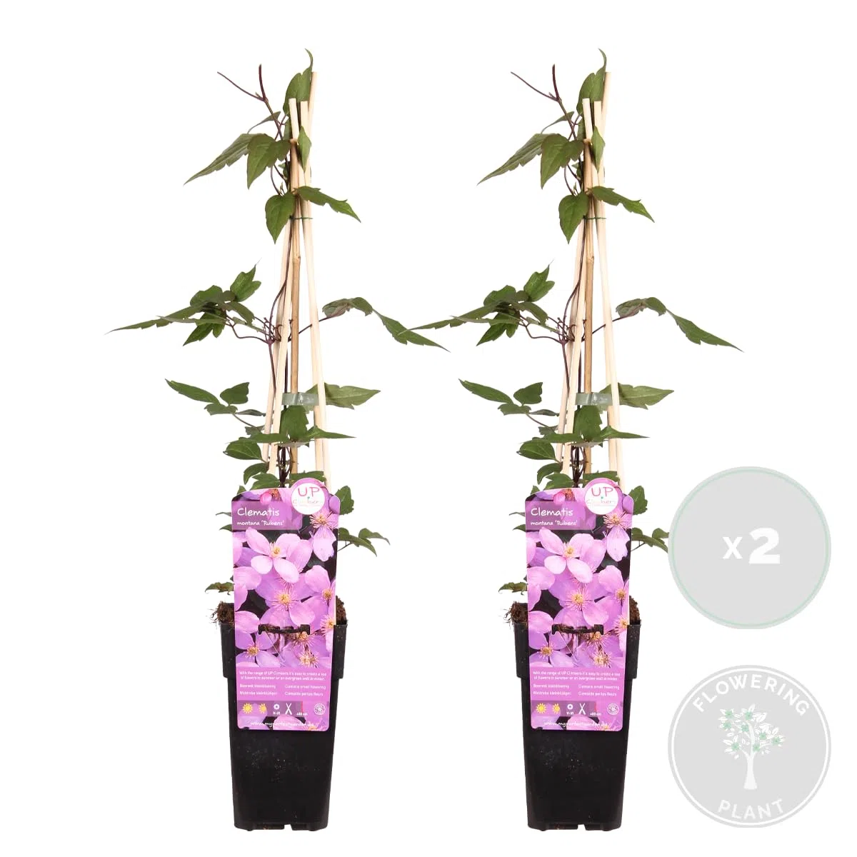 Bloomique Clematis montana 'Rubens' Clematide Rosa chiaro Rampicante Resistente al freddo 50-70 cm Vaso 15 cm