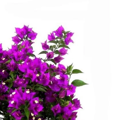 Bougainvillea Alberello Vaso 20cm Pianta Vera