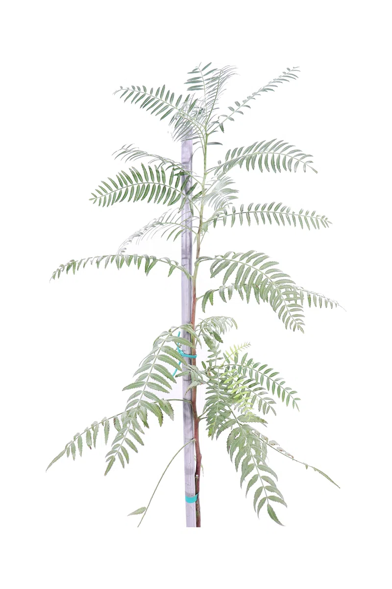 Pianta di Falso Pepe Albero di Schinus Molle pianta da esterno Albero ornamentale di Falso Pepe albero da giardino pianta vera venduta da eGarden.store