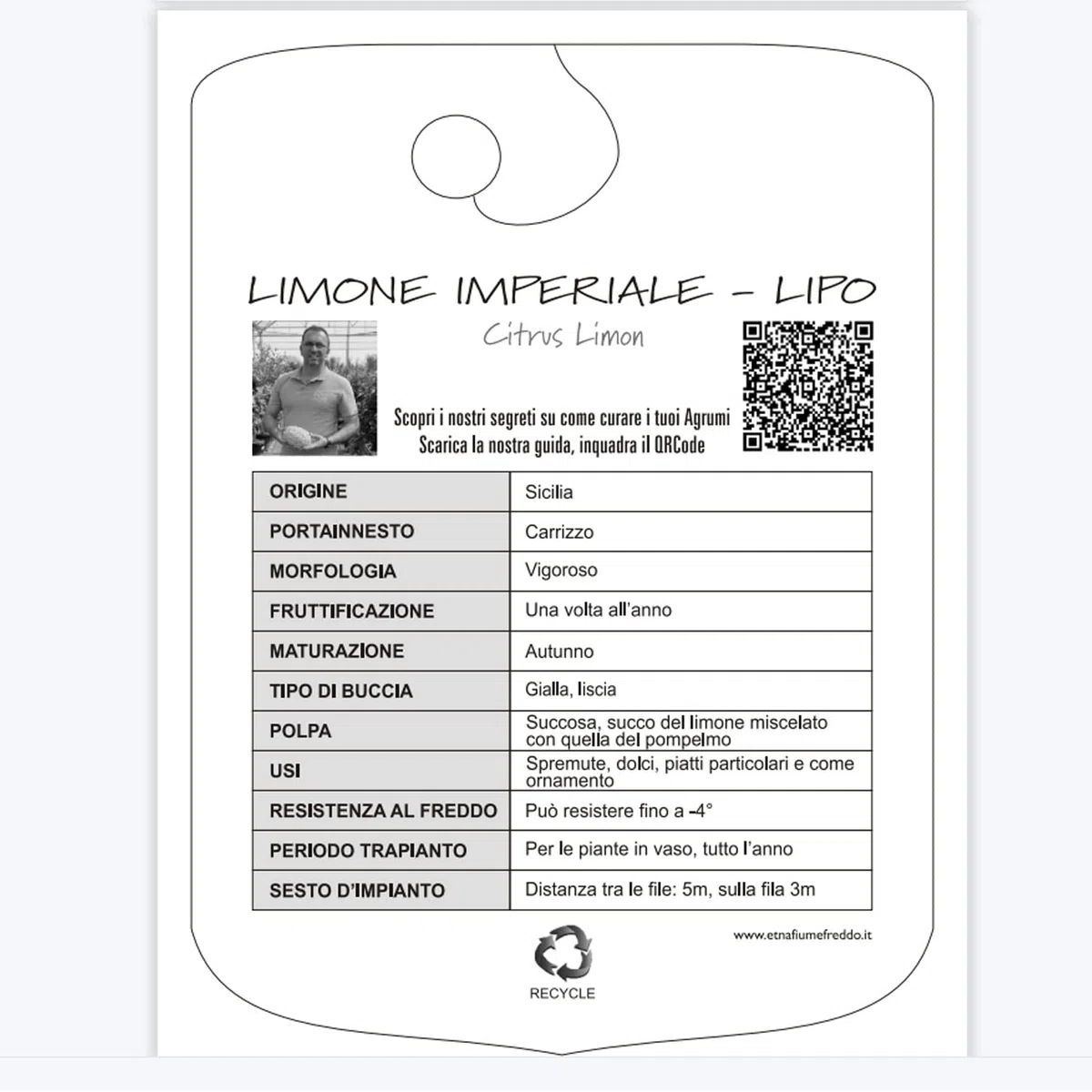 SAVINI VIVAI Pianta di Limone Albero Agrumi Limone Imperiale o Lipo in Vaso da 20 cm Altezza 70 cm 2-3 Anni di innesto Made Italy