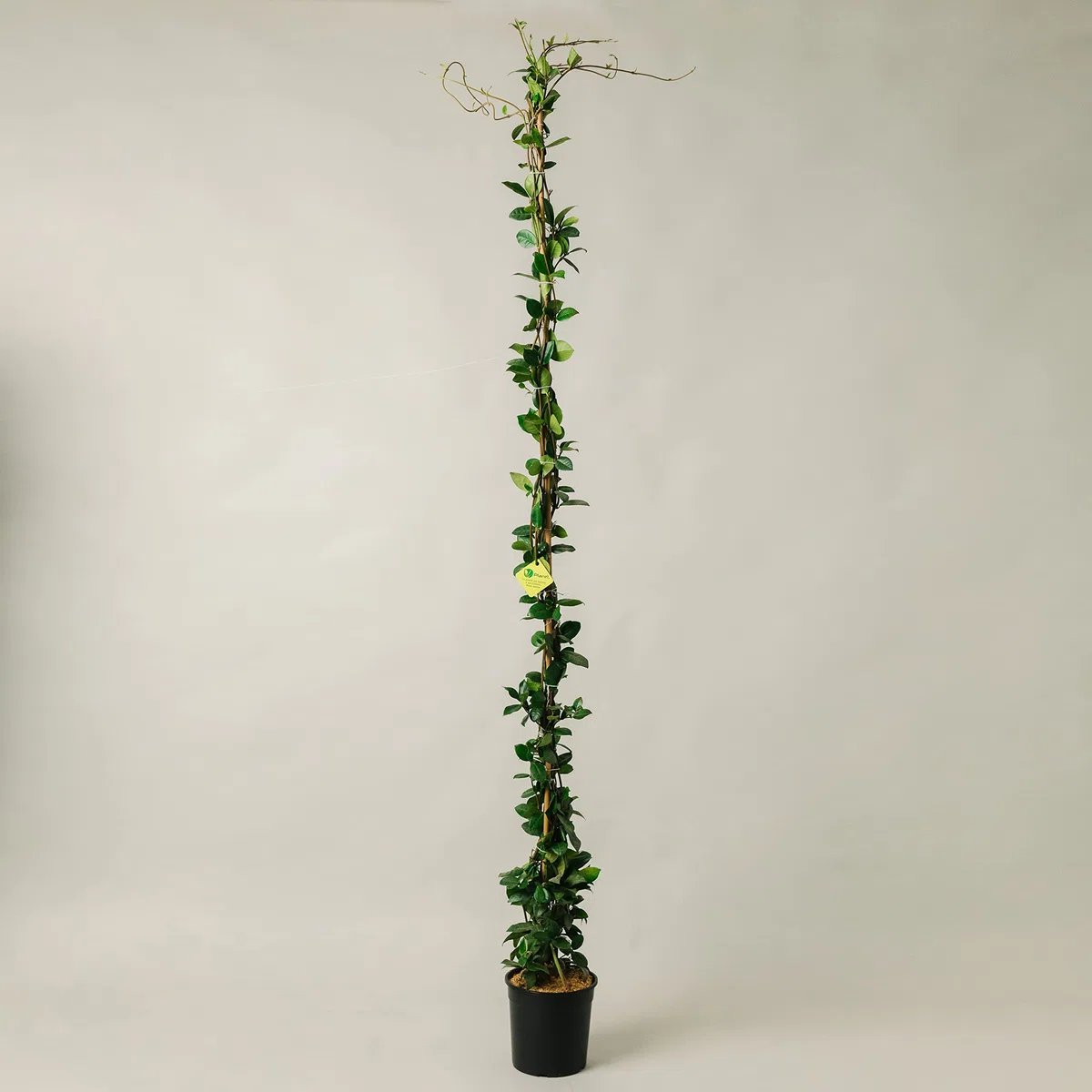 Gelsomino Rincospermum w doniczce 19cm 180cm pnącze roślina ogrodowa