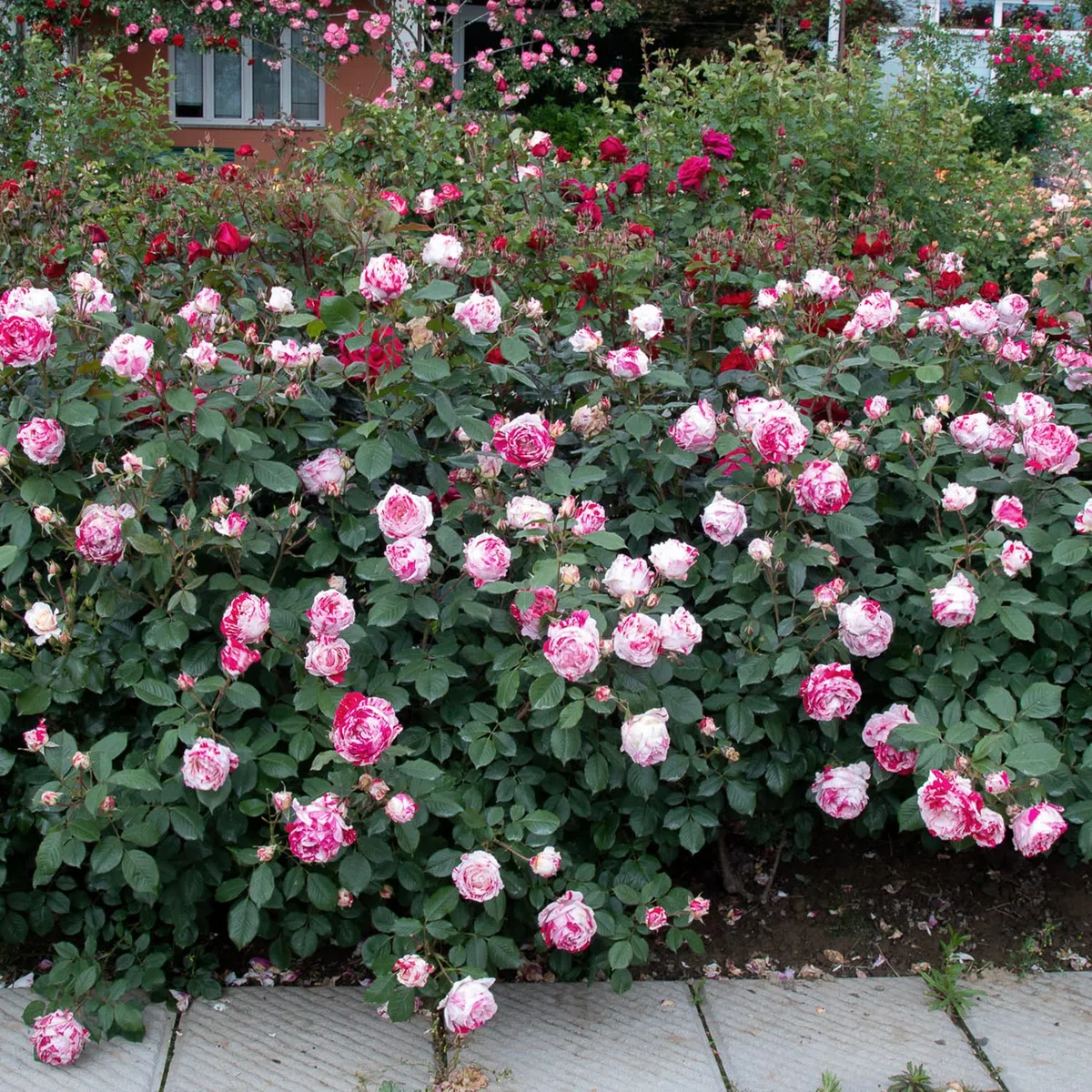 Scentimental®, rosaio vivo Rose Barni®, rosa profumata rossa striato di bianco, pianta rustica fiori grandi, coltivazione in vaso, aiuole e bordure, resistente ai parassiti e qualsiasi clima cod.72096