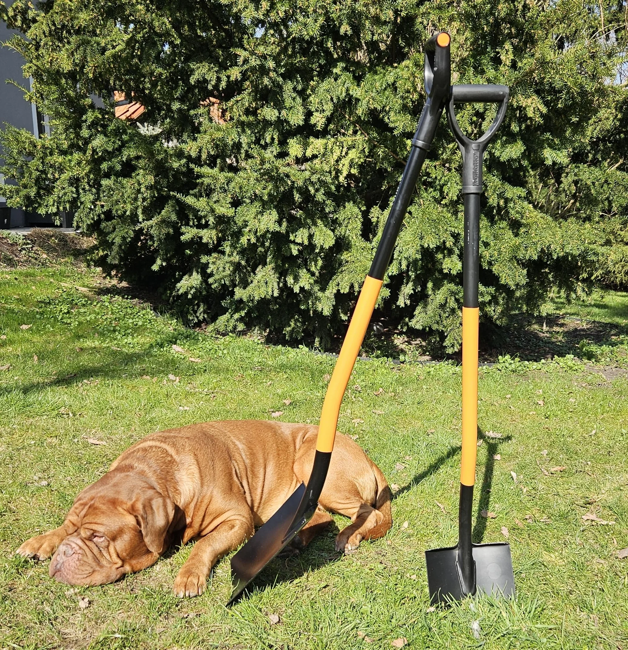Mivos Vanga a Punta Ergonomica in Acciaio al Carbonio - Lunghezza 124 cm - Vanga da Giardinaggio per Scavare in Terreni Duri – Pala da Lavoro con Impugnatura a D – Made in EU