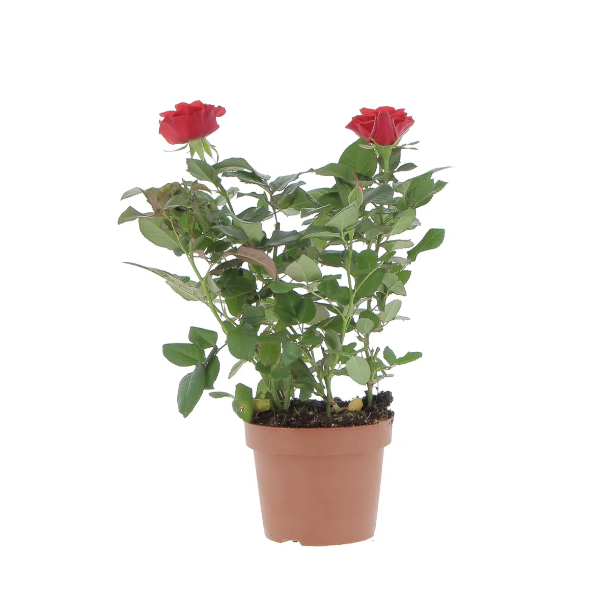 KENTIS - Kit 4 Piante di Rose Rosse - Piante Vere da Esterno Fiorite - Pianta da Balcone Giardino Terrazzo Ornamentali - Sempreverde - Vaso Ø 12 cm