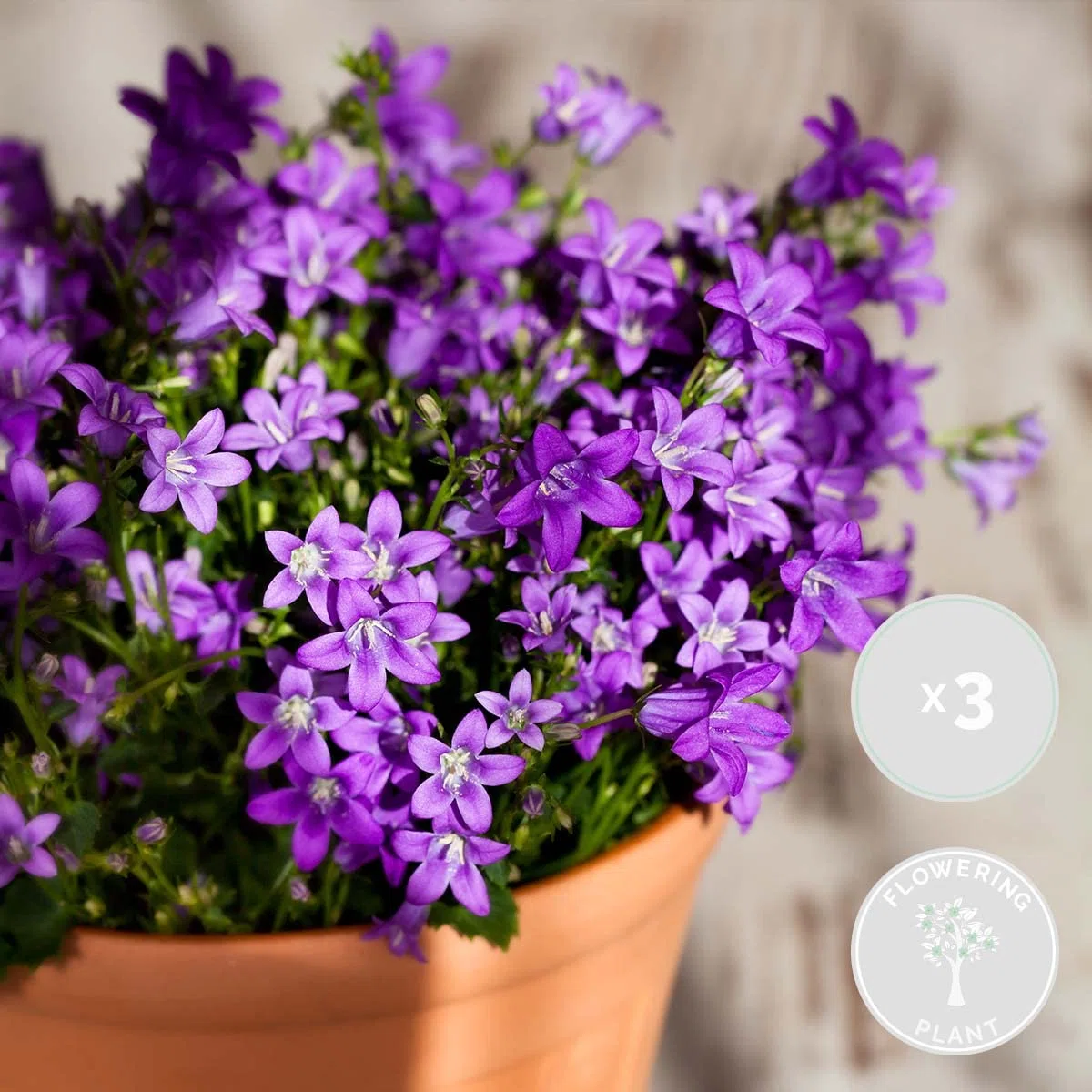 Bloomique - Set di 3 - Campanula Ambella Intense Purple - Fiore Campanula - Coprisuolo - Pianta da Giardino - Resistente al Freddo - Sicura per gli Animali - Altezza 10-20 cm - Vaso 10,5 cm