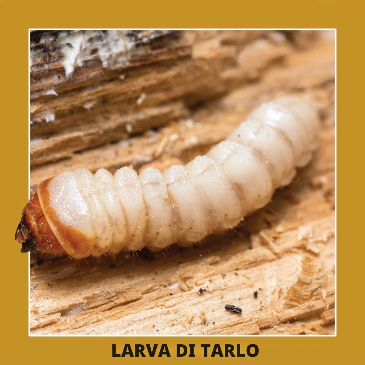 Soluguard Antitarlo – 5 Litri – Trattamento Antitarlo e Antitermiti per Legno, Pronto all’Uso, ad Alta Concentrazione, Formula Trasparente