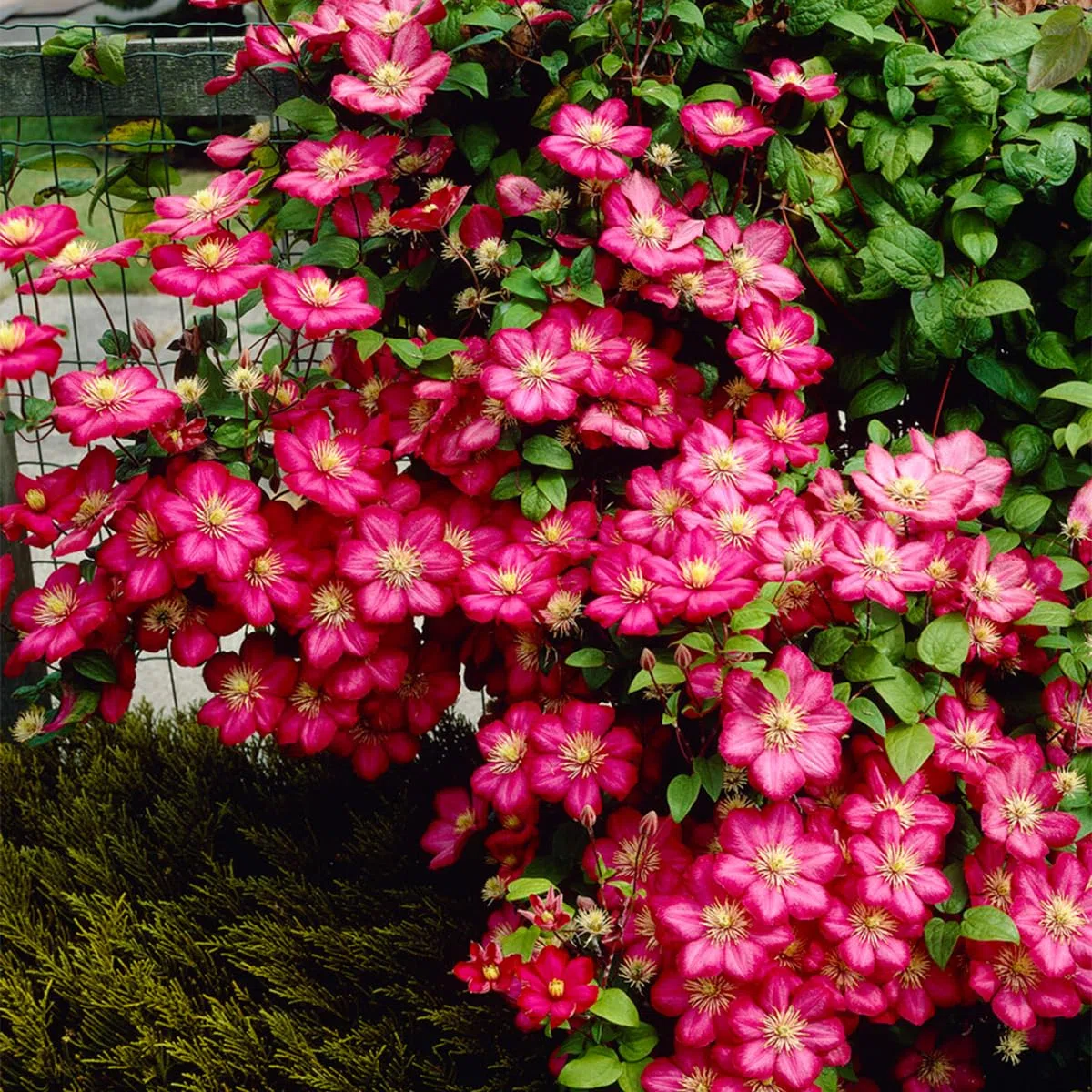 Clematis 'Ville de Lyon' Bloomique Set di 2 Rosa scuro Rampicante Resistente al freddo Alte 50-70 cm Vaso 15 cm