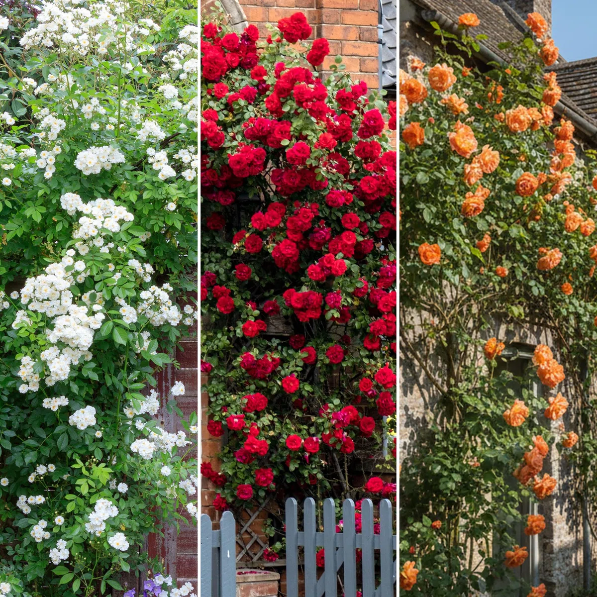 GardenersDream 3X Piante di Rose Rampicanti – Varietà Arancione, Rossa e Bianca Arbusti Fioriti - Rose Rampicanti per Muri, Recinzioni e Giardino