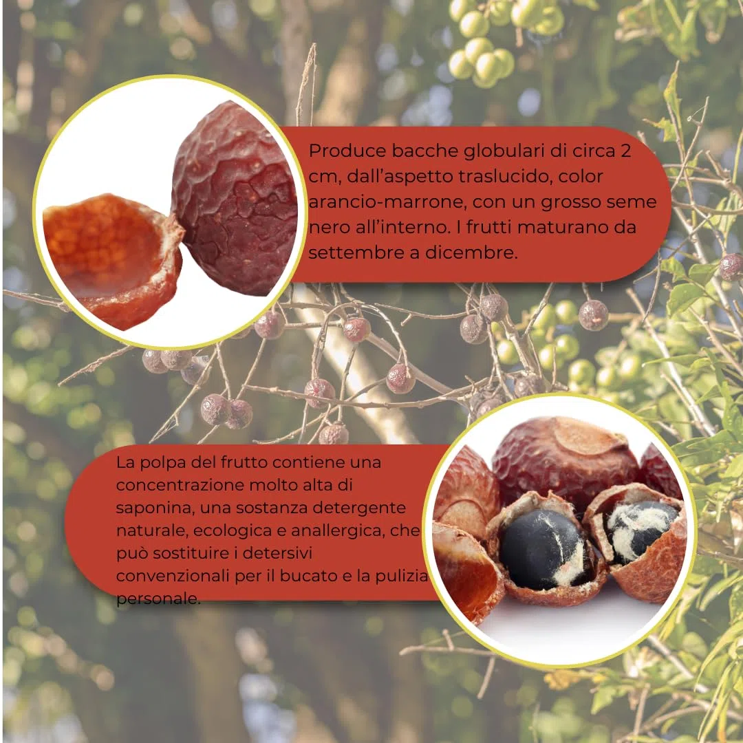 Vivaio Garden Forest Sapindus saponaria Albero del Sapone H 150 cm Pianta Decidua da Frutto Naturale Ricco di Saponina Detergente Vegetale