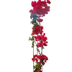 BOUGANVILLE V 24 Don Mario 160 cm