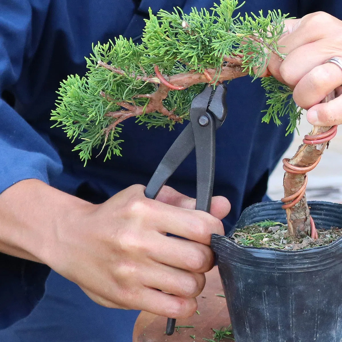 Wazakura Pinze per Filo Bonsai Forgiata a Mano 210mm Fatte in Giappone