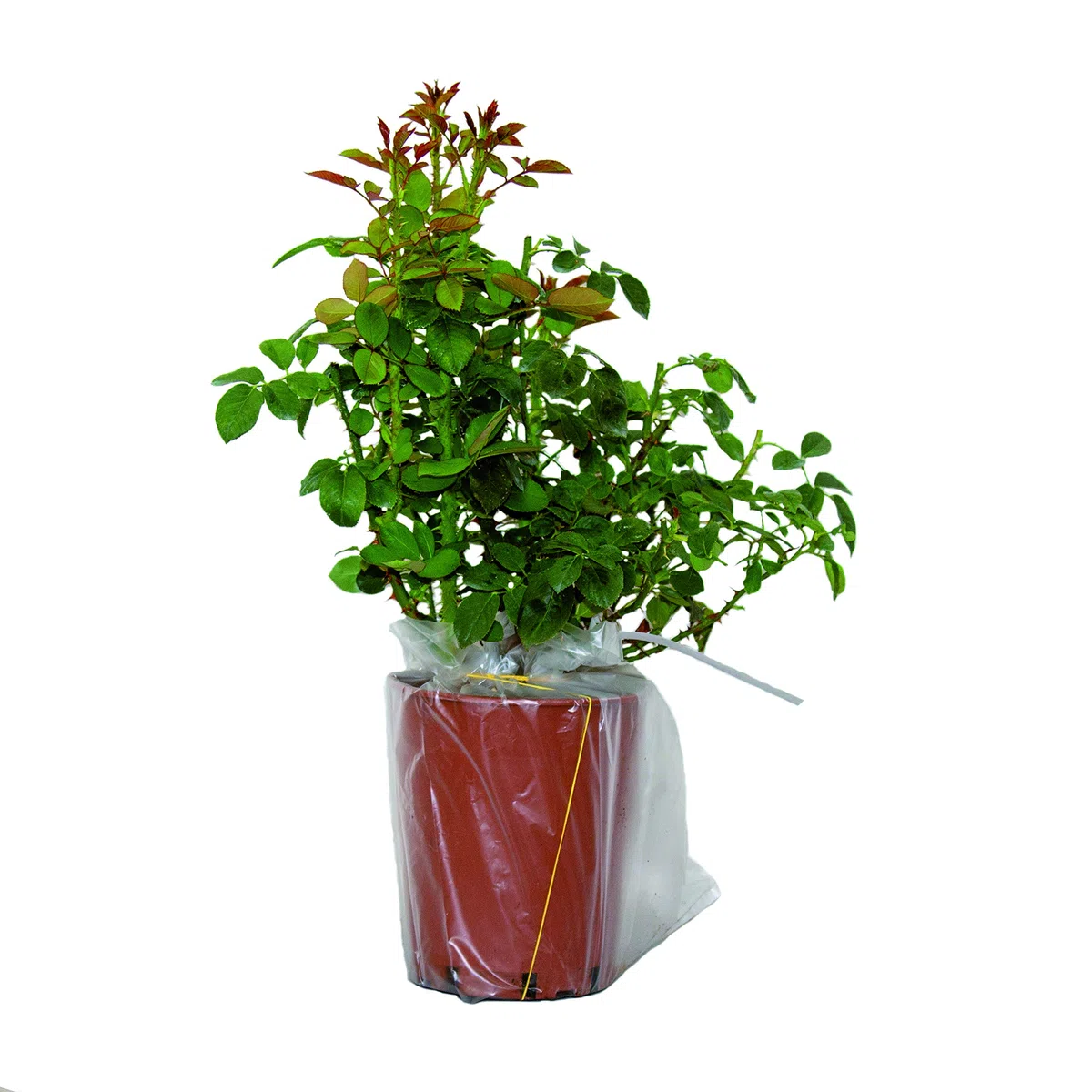 Pierre de Ronsard®,(o Eden Rose®) rosa in vaso di Rose Barni®, pianta rampicante rifiorente a grandi fiori, h.raggiunta 3.5 metri, pianta resistente alle malattie, leggermente profumata, cod.15071