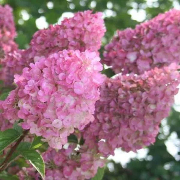 Ortensia a pannocchia 'Sundae Fraise' 40–50 cm Vaso – Hydrangea paniculata 'Sundae Fraise' – Pannocchie bianco-rosa