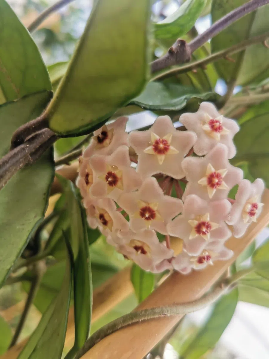 Pianta di Hoya Carnosa Fiori di cera-porcellana Pink, vs20 H110cm